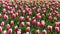 Dual colored red-white tulips