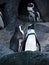 Dual Magellanic Penguin on a Rock on Nature Background