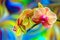 Dual shaded phalaenopsis blume orchids with psychedelic abstract background 