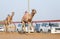 Dubai camel racing club camels racing with radio jockey