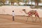 Dubai camel racing club camels taken for warm up walks