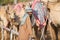 Dubai camel racing club camels waiting to race with keeper.