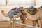 Dubai camel racing club camels waiting to race at sunset