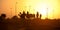 Dubai camel racing club sunset silhouettes of camels