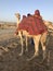 Dubai camels