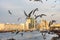 Dubai Creek with lots of seagulls and abra boats at sunset, United Arab Emirates