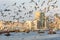 Dubai Creek with lots of seagulls and abra boats at sunset, United Arab Emirates