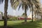 Dubai green promenade with Burj al Arab in the background