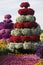 Dubai Miracle Garden Dubailand United Arab Emirates