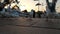 Dubai, UAE - February 04, 2020: Crowd of seagulls is walking along the square. Blurred group of birds fight for food on