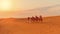 DUBAI, UAE - November 09, 2018: desert safari tourists riding camels