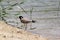 DUBAI-UNITED ARAB EMIRATES ON 21 JULY 2017. A lone baby bird on the shore of the AL-QUDRA lake.