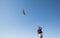 Dubai, United Arab Emirates - Dec 2, 2016. A falcon during a falconry training in the desert catching a lure.