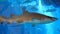 DUBAI, UNITED ARAB EMIRATES, UAE - NOVEMBER 20, 2017: Aquarium in Dubai Mall -Large toothy shark floats in the aquarium