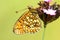 Dubbelstipparelmoervlinder, Twin-spot Fritillary, Brenthis hecate