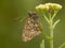 Dubbelstipparelmoervlinder, Twin-spot Fritillary, Brenthis hecate