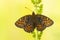 Dubbelstipparelmoervlinder, Twin-spot Fritillary, Brenthis hecate
