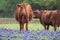 Dubina Cattle and Bluebonnets