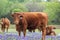 Dubina Cattle and Bluebonnets