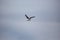 Dublin\\\'s Coastal Guardian - Great Black-Backed Gull (Larus marinus) off Howth\\\'s Coast