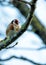 Dublin\\\'s Finest - European Goldfinch (Carduelis carduelis) in St. Anne\\\'s Park