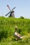 A duck against the windmill