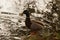 A duck alone Mallard - Elancourt - France