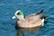 Duck - American Wigeon Water Fowl