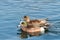 Duck - American Wigeon Water Fowl