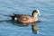 Duck - American Wigeon Water Fowl