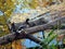 Duck animal on old tree branch in autumn, Lithuania