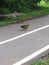 Duck on asphalt road staring at velocipede lane