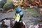 Duck on the background of autumn foliage in the park, gullibly looks into the eyes, bright and colorful