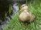 Duck on the bank of pond