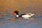 Duck in beautiful evening light. Red bill. Common Shelduck, Tadorna tadorna, is waterfowl species shelduck, in the nature habitat,