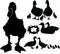 duck bird collection. Silhouettes of agricultural duck birds