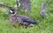 Duck bird on green grass