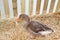 duck bird in the henhouse farmyard