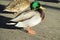 Duck bird male with green head walking