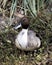 Duck bird stock photos. Duck image. Duck portrait. Duck Northern Pintail bird standing in foliage with a bokeh background. Close-