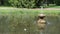 Duck bird swim in lake with fountain spalsh in summer park