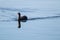 Duck bird swimming on mirror blue lake surface
