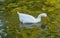 Duck bird swims in lake