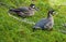 Duck birds on green grass