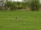 Duck birds in spring field, Lithuania