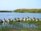 Duck birds on stones near Curonian spit, Lithuania