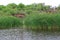 Duck Blind in Las Lagunas de Anza Wetlands