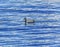 Duck Blue Water Reflection Abstract Lake Coeur d` Alene Idaho