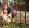 A duck and a boy in the poultry yard on a farm-a duck escapes through the bars of the fence