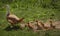 Duck with a brood of ducklings close-up on a summer sunny day, unrecognized place